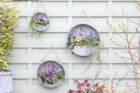 Three different sized round metal containers planted with Cyclamen, Primula, Grape hyacinth and Ivy with Cherry blossom sprigs hanging on a fence