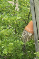 Earwig trap - Upturned terracotta pot filled with straw hanging between the gooseberries.