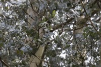 Eucalyptus cordata Silver Gum foliage. Spring. May. 
