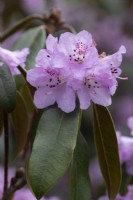 Rhododendron rubiginosum flowers and foliage. Spring. May. Close up. 
