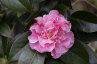 Camellia x williamsii Mona Jury. Flowers and foliage. Close up. Spring. May. 
