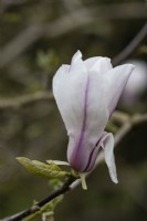 Magnolia Roseanne flowers. Spring. May. Close up. 
