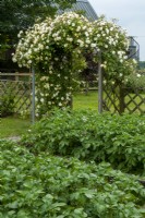 Potatoes in raised beds with Rosa 'Malvern Hills' on trelliced arch leading into paddock