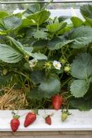Strawberry plants, Fragaria x ananassa, grown in a cold frame.