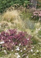 Perennial border with ornamental grasses, summer August