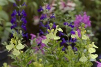 Salvia x jamensis Lemon Light, Salvia Mirage Dark Purple and Salvia Flower Child make a colourful collage