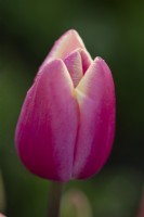 Tulipa 'Jumbo Beauty', a close-up of a  pink and white tulip in the Gordon Castle Walled Garden.
