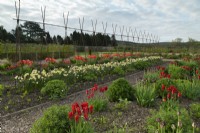 Tulipa 'Request' and Tulipa 'Black Hero' and Narcissus 'Regeneration'  in rows in the Gordon Castle Walled Garden.