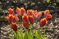 Raindrops on Tulipa 'Request', an orange tulip in the Gordon Castle Walled Garden.