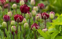 Tulipa 'Uncle Tom' deep red double tulips in the Gordon Castle Walled Garden