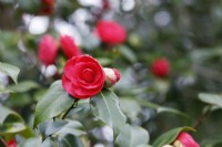 Camellia japonica 'Lavinia Maggi Rosea'