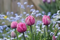 Tulipa 'Double You' amongst Myosotis
