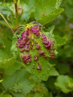 Ribes rubrum Redcurrant Leaf affected by currant blister aphid Cryptomyzus ribis June Summer