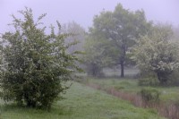 Misty spring morning in a reserve managed for butterfly conservation with Crataegus monogyna - Hawthorn in blossom and Quercus robur - Oak tree
