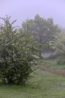Misty spring morning in a reserve managed for butterfly conservation with Crataegus monogyna - Hawthorn in blossom and Quercus robur - Oak tree