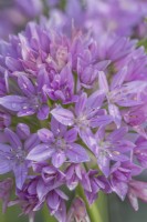 Allium 'Eros' flowering in Summer - June