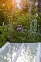 Chives in a border next to a cold frame window