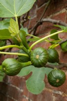 Figs - Ficus carica - Hidden Gardens Day, Woodbridge, Suffolk