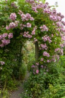 Rambler Rose 'Apple Blossom' on rustic arch in cottage garden - Open Gardens Day, Copdock, Suffolk
