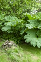 Gunnera manicata with small pile of wood and long grass in front for insects and wildlife - Open Gardens Day, Copdock, Suffolk 