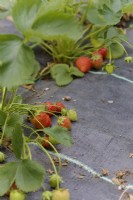 Fragaria 'Christine' strawberry  growing through ground cover material
