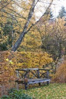 Rustic wooden bench under Betula pendula in autumnal garden.