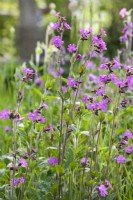 Silene dioica - red campion