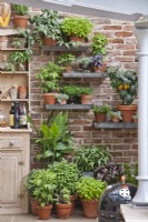 Shelves of herbs and vegetables.