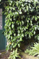 Hedera colchica on the pool house at Milton Lodge, Somerset in June