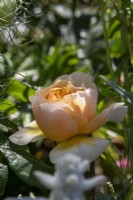 Rosa 'Roald Dahl' David Austin Ausowlish - BBC Gardeners' World Live, Birmingham 2023 - Ruth Gwynn Associates The Newson Health Menopause Garden - Designer: by Ruth Gwynn
