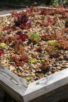 A green roof planted with sempervivum - BBC Gardeners' World Live 2023, Birmingham NEC - Garden Organic's Backyard Biodiversity Garden - Designer: Emma O'Neill