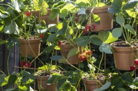 Pots of strawberries hanging from a vertical metal grid - BBC Gardeners' World Live, Birmingham 2023 - Ruth Gwynn Associates The Newson Health Menopause Garden - Designer: by Ruth Gwynn 