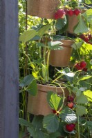 Pots of strawberries hanging from a vertical metal grid - BBC Gardeners' World Live, Birmingham 2023 - Ruth Gwynn Associates The Newson Health Menopause Garden - Designer: by Ruth Gwynn