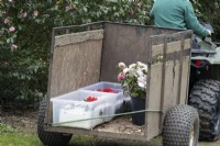 A ride on tractor and trailer with the trailer having cut flowers in and single blooms packed carefully in prepared crates. Spring. May. Marwood Hill Gardens. Devon