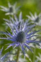 Eryngium planum 'Big Blue' flowering in Summer - June