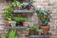 Shelves on an old brick wall carry pots of herbs and chillies.