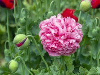  Papaver somniferum-double pink opium poppy Late June Summer
