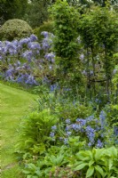 Blue border with Bluebells, Forget-Me-Nots and Wisteria, with obelisks supporting climbing Roses - Open Gardens Day, Nacton, Suffolk
