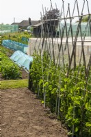 Row of Sweet Peas with cane supports plus the use of plastic nets to create cloches, cages and for protecting beds - Orford Town Allotments, Suffolk