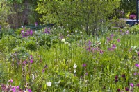 Meadow planting in early may with tulips, allium and Silene dioica - red campion.

