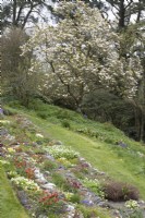 The Scree Beds in spring with a large white flowering magnolia in the background. Marwood Hill Gardens. Devon. May. 