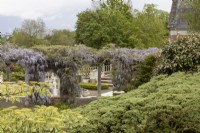 View across mixed foliage to the large wisteria covered pergola. Trago Mills show gardens, Devon, UK. May. Spring