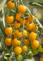 Solanum lycopersicum Star Gold F1, summer June