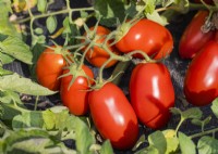 Solanum lycopersicum Ranger F1, summer June