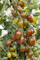 Solanum lycopersicum Shimmer F1, summer June