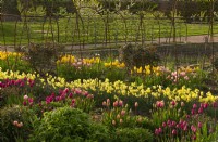 Rows of multi-coloured tulipa in the Gordon Castle Walled Garden.