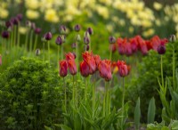 Tulipa 'Request',  bright orange tulips in the Gordon Castle Walled Garden.