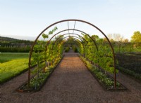 A metal arched tunnel with an espalier of Pear trees in the Gordon Castle Walled Garden.