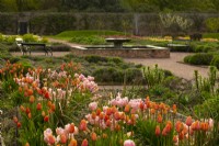 Tulipa 'Dordogne' an orange tulip and Tulipa 'Big Smile',  a pale pink and white  tulip in the Gordon Castle Walled Garden.