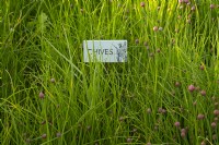 A sign for Chives surrounded by Chive plants and buds in the Gordon Castle Walled Garden